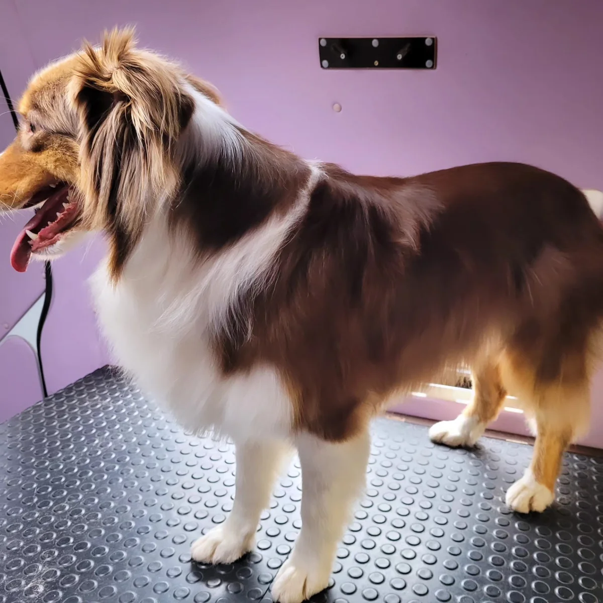 Australian Shepherd