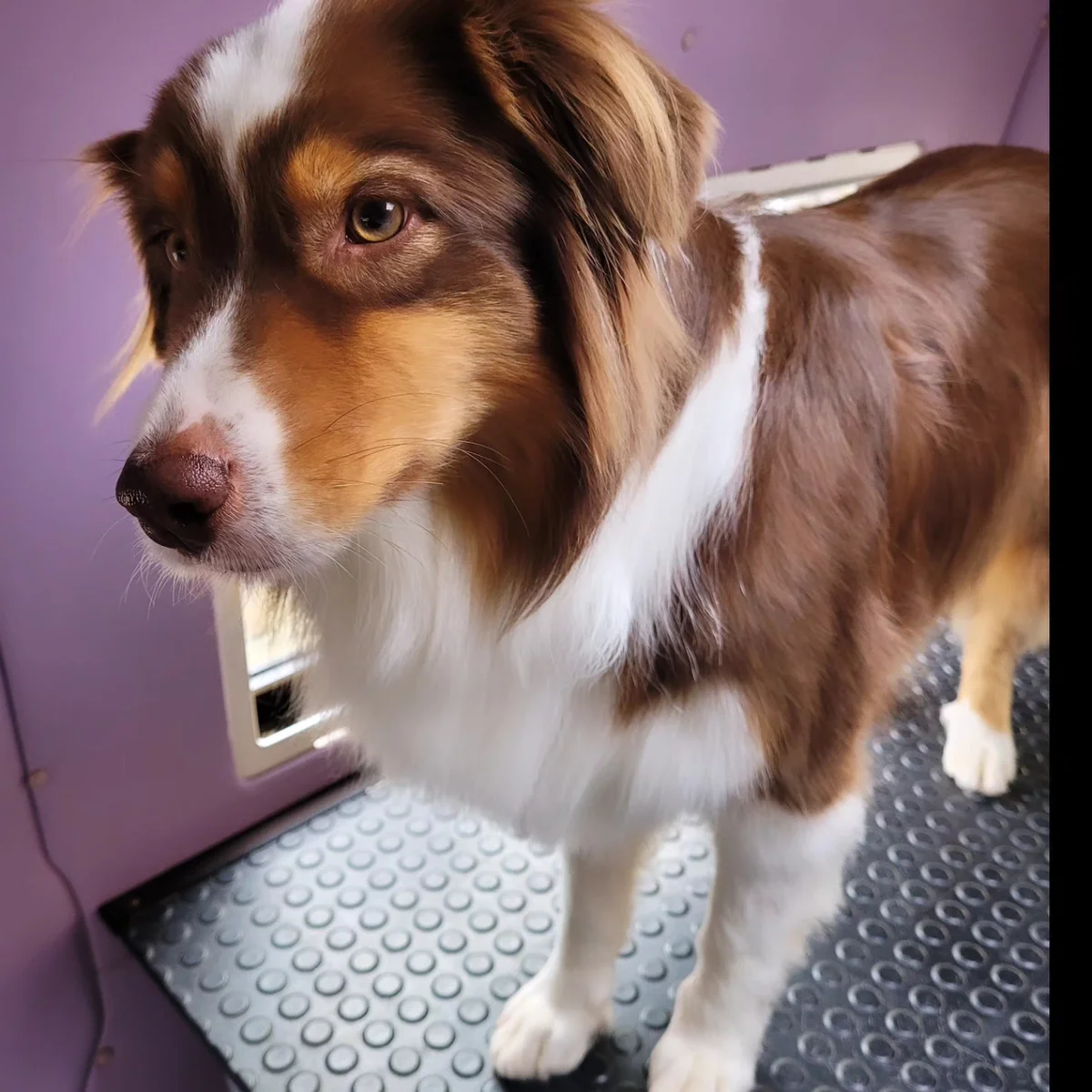 Australian Shepherd