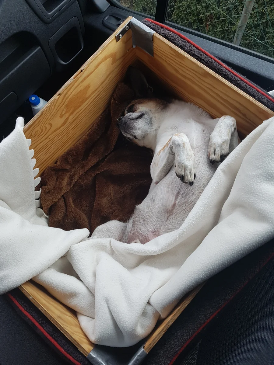 Chico beim Mittagsschlaf
