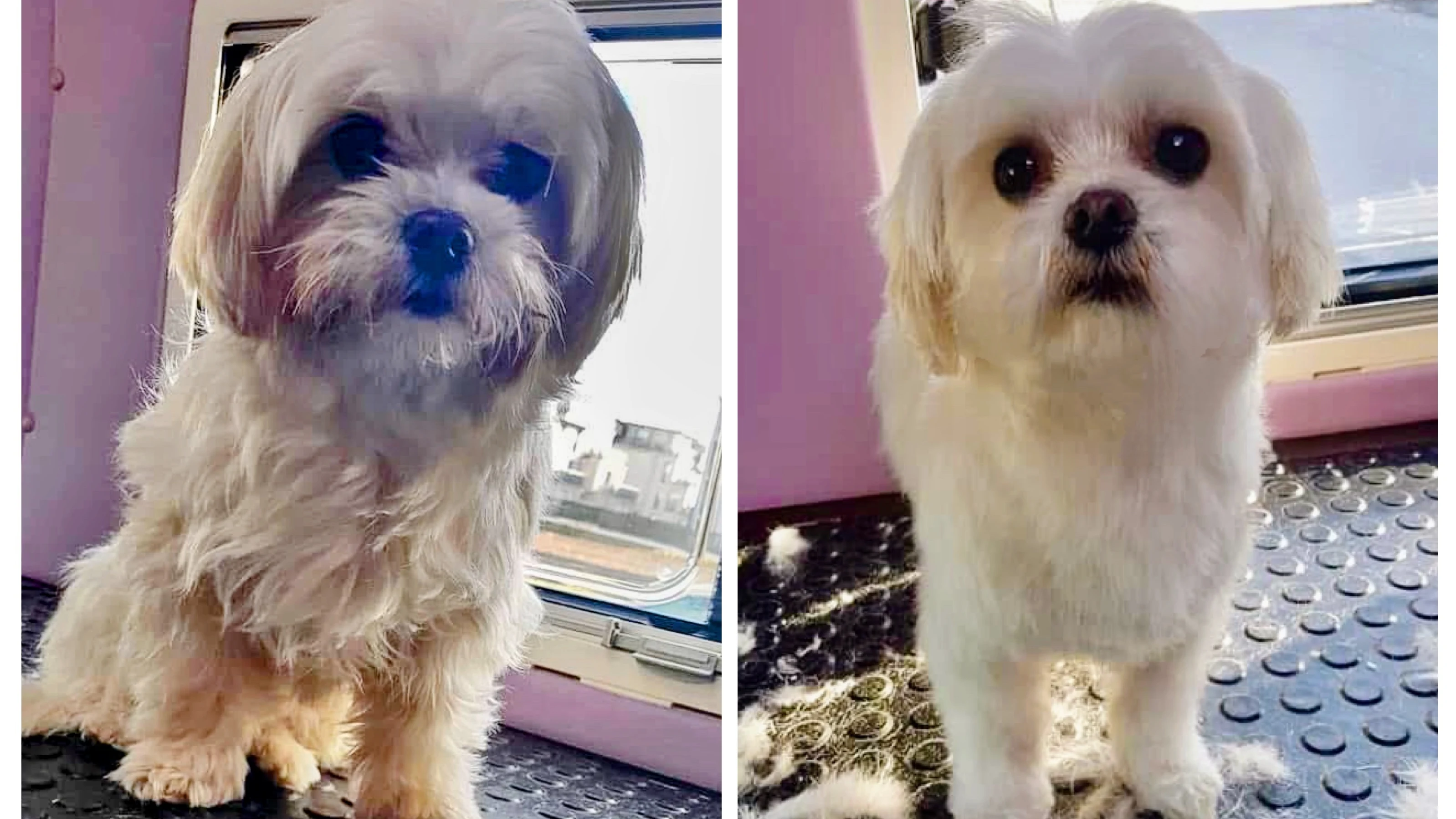 Shih Tzu Vorher-Nachher Transformation durch professionelle Fellpflege im Hundesalon Rosenberger